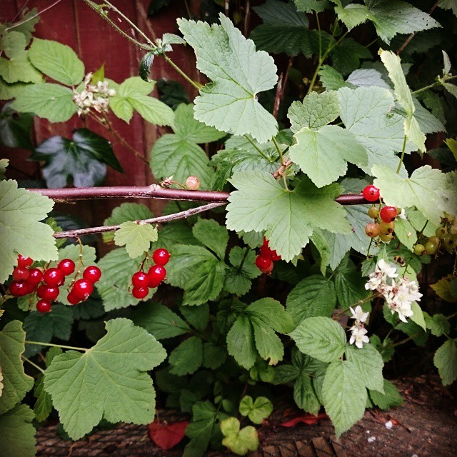 Our Redcurrant Bush.jpg