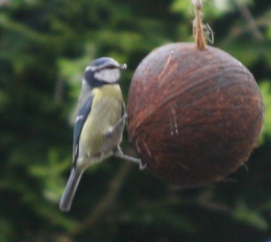 Caring for Wildlife in the Garden